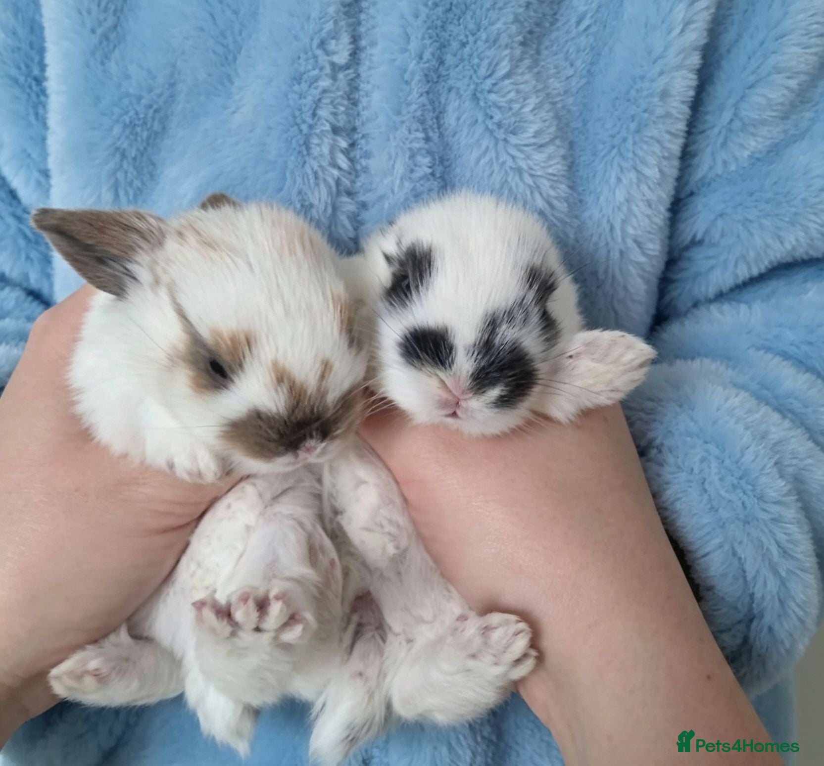 Mini Lion Lop rabbits Plush mini lop carriers - Advert 1