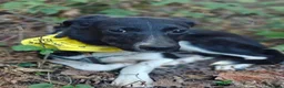 Mixed Breed dogs for adoption: Digit, adorable boy looking for a family - Advert 4
