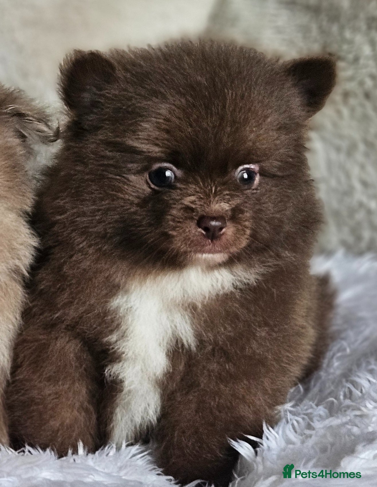 Pomeranian dogs 1 Beautiful Boy KC pomeranian puppies  - Advert 1