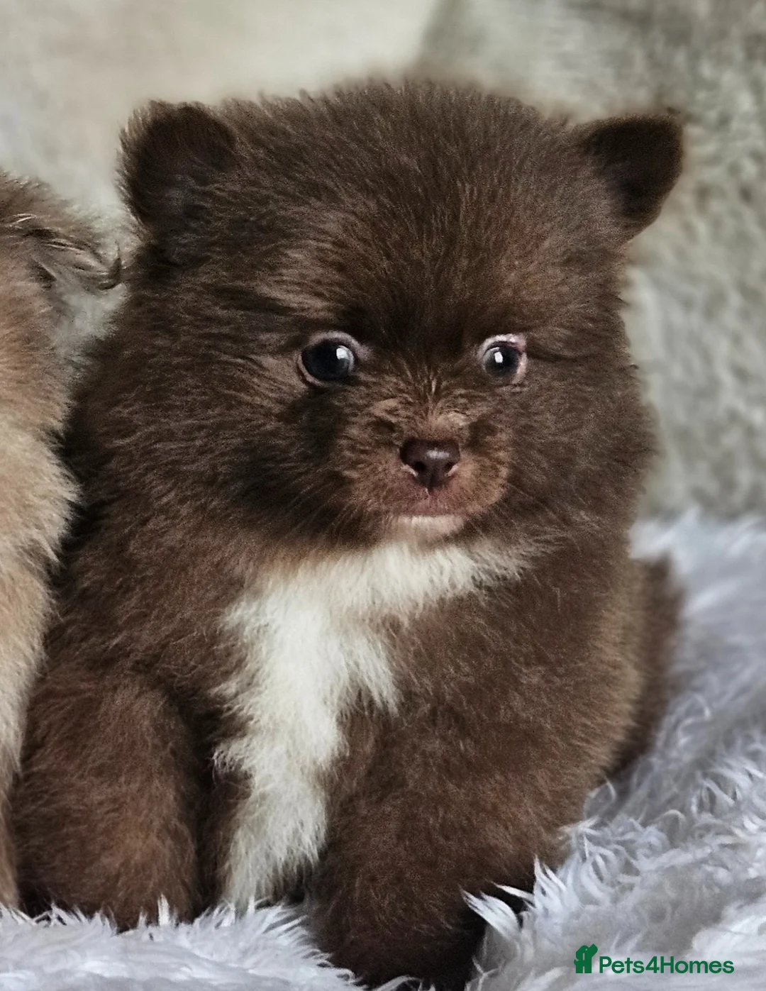 Pomeranian dogs for sale: 1 Beautiful Boy KC pomeranian puppies  - Advert 1