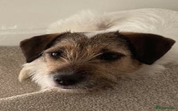 Mixed Breed dogs for adoption: Zori - Badersfield Norfolk  - Image 25