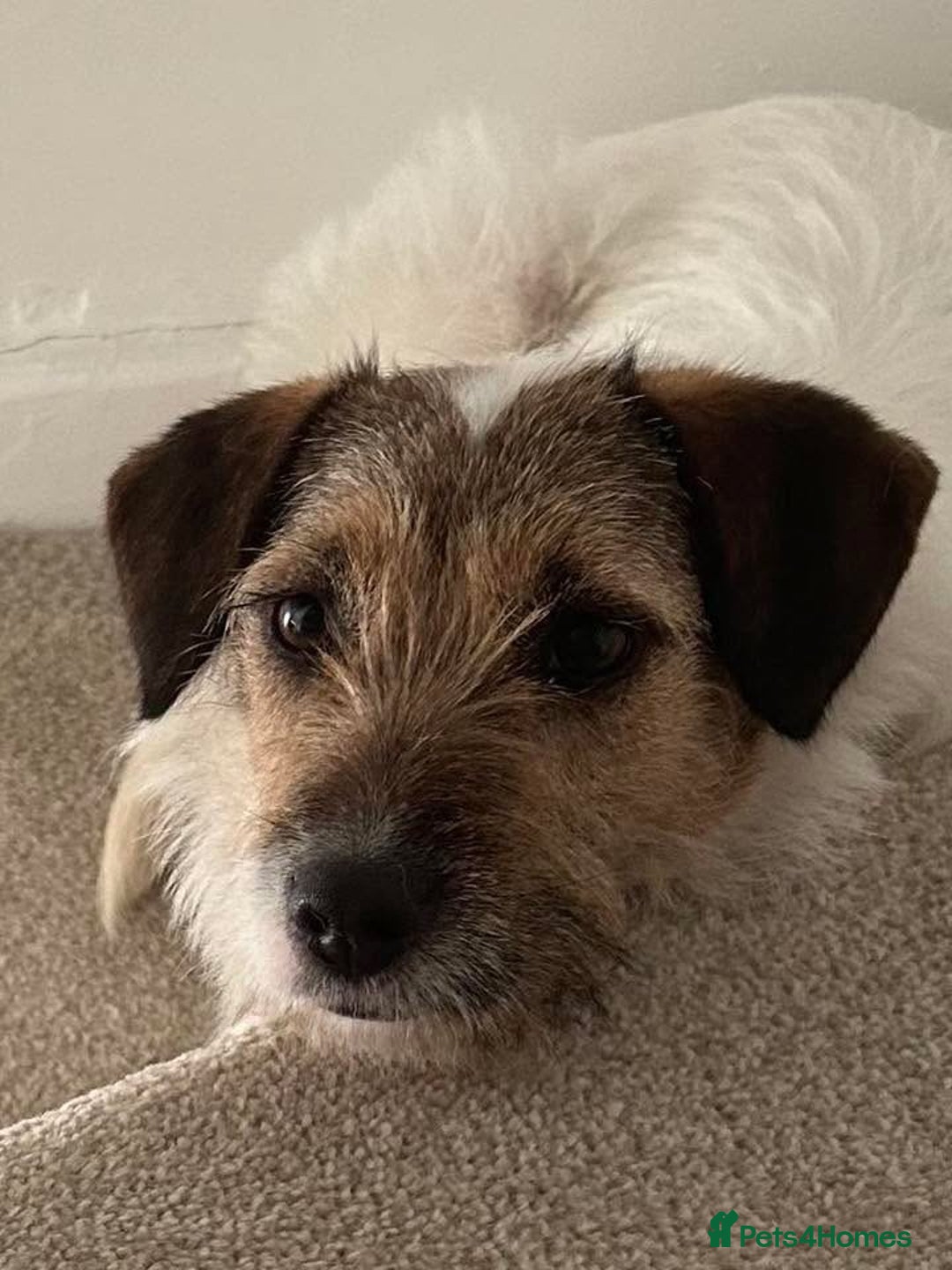 Mixed Breed dogs for adoption: Zori - Badersfield Norfolk  - Image 25