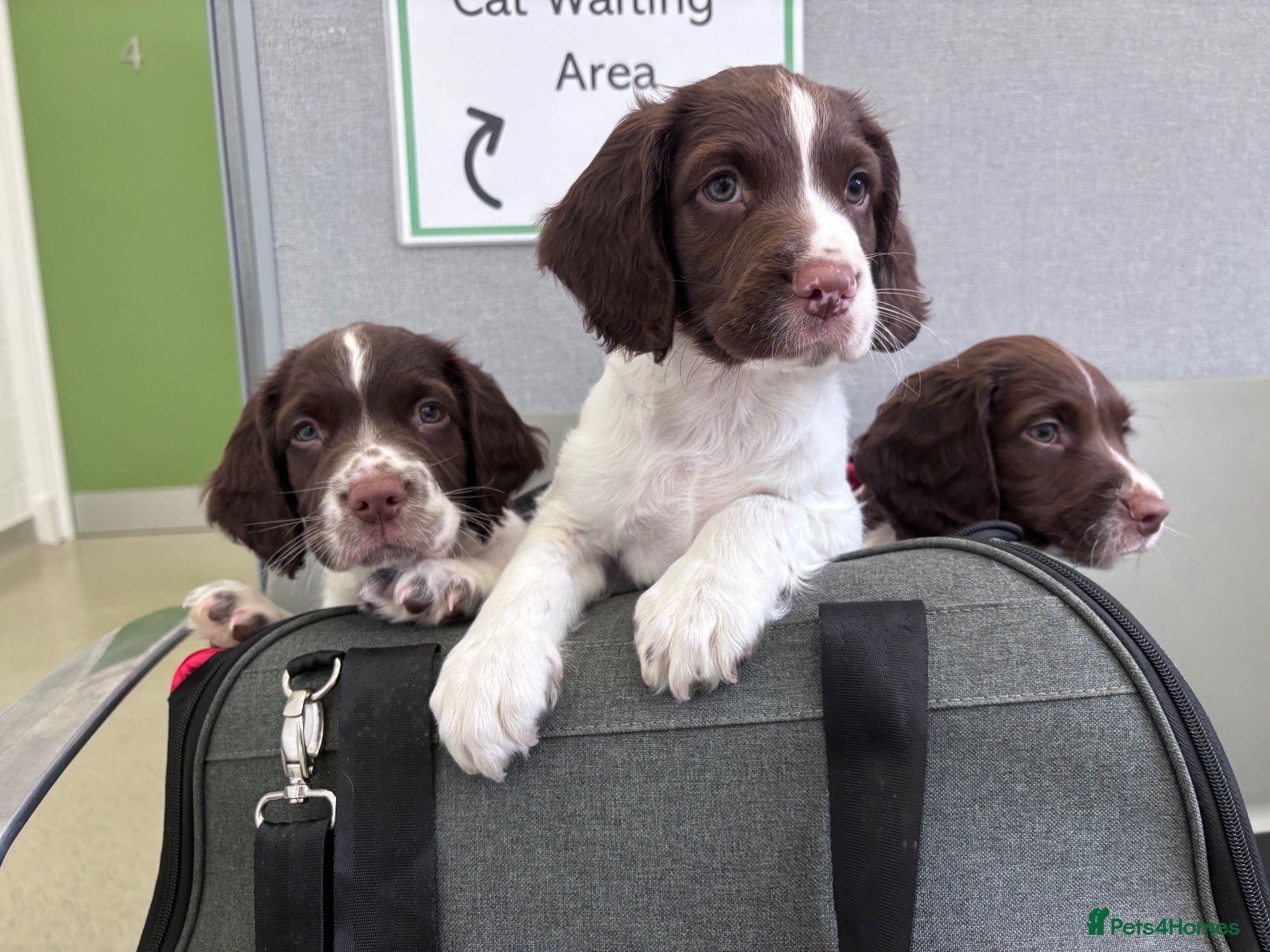 English Springer Spaniel dogs English Springer Spaniel Pups - Advert 13