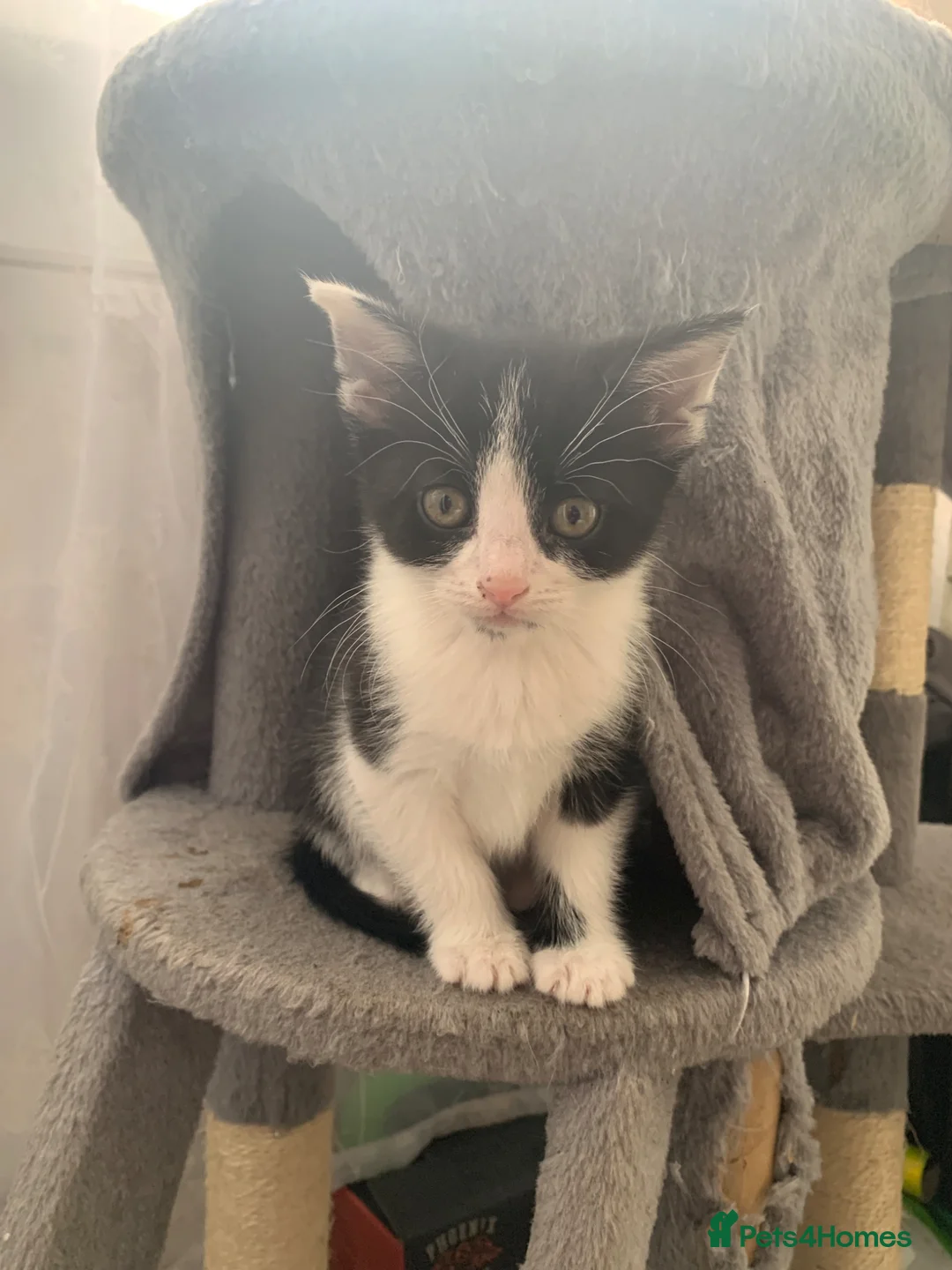 Mixed Breed cats for sale: Beautiful Kittens in Sutton-in-Ashfield - Advert 2