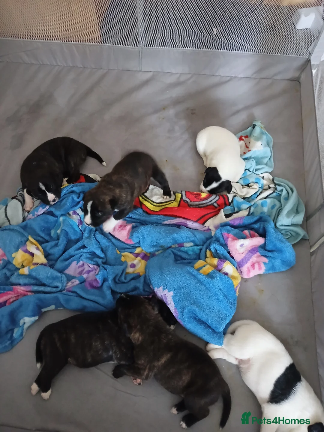 Mixed Breed dogs for sale: Puppys in Warwick - Advert 1