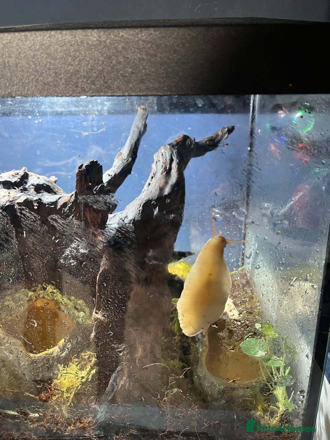 Snails invertebrates for sale: Giant African land snails - Image 2