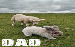 Angora rabbits for sale: Pure Breed Full Face Angora Kits - Image 10