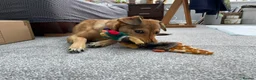 Mixed Breed dogs for adoption: ORLA - FOR ADOPTION  in Aylesbury - Advert 5