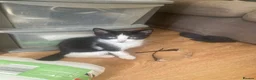 Domestic Shorthair cats for sale: 6 beautiful kittens is ready to go - Advert 7