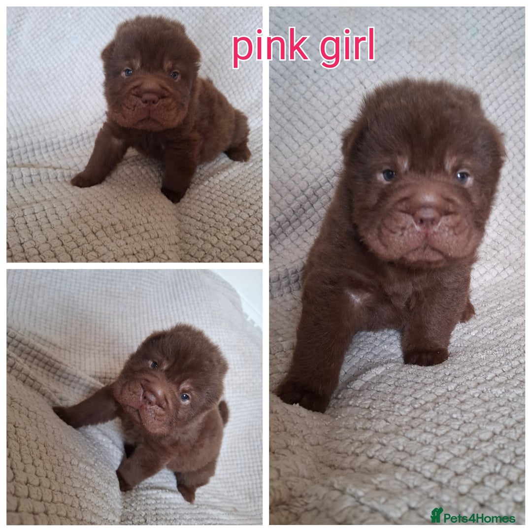Shar Pei dogs for sale: Only 3 babies left Sharpei puppies for sale  - Image 3