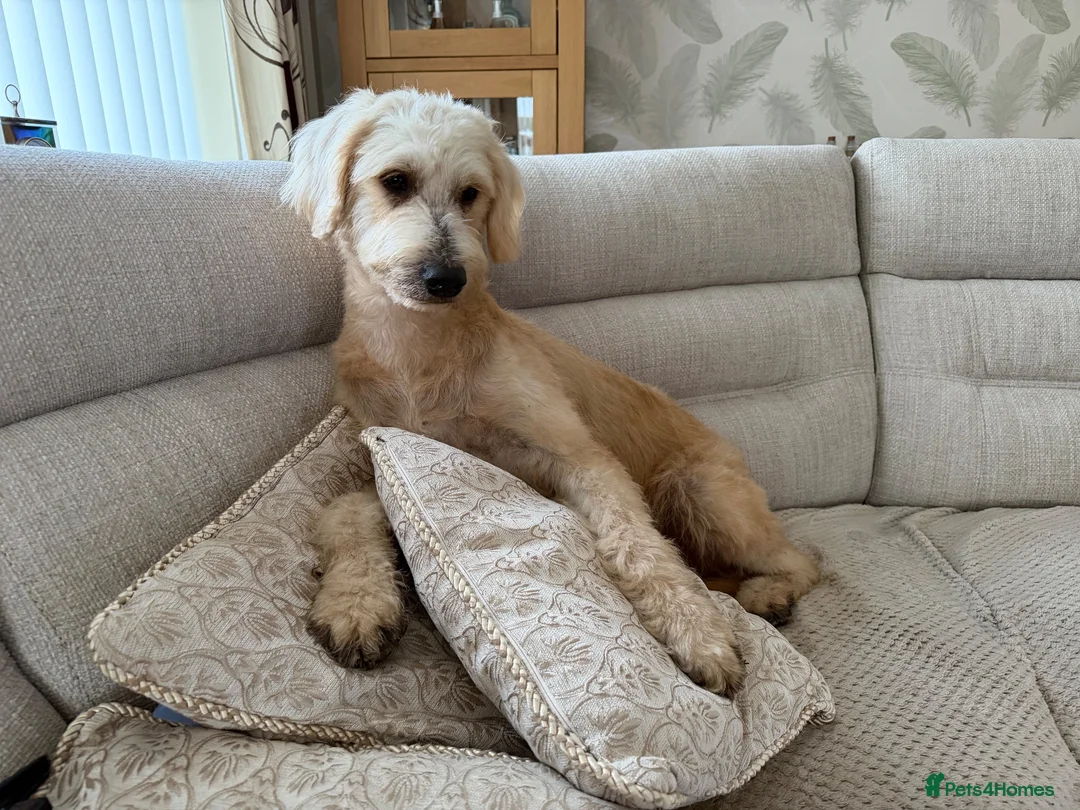 Goldendoodle dogs for sale: GOLDENDOODLE F1 in Mansfield - Advert 10