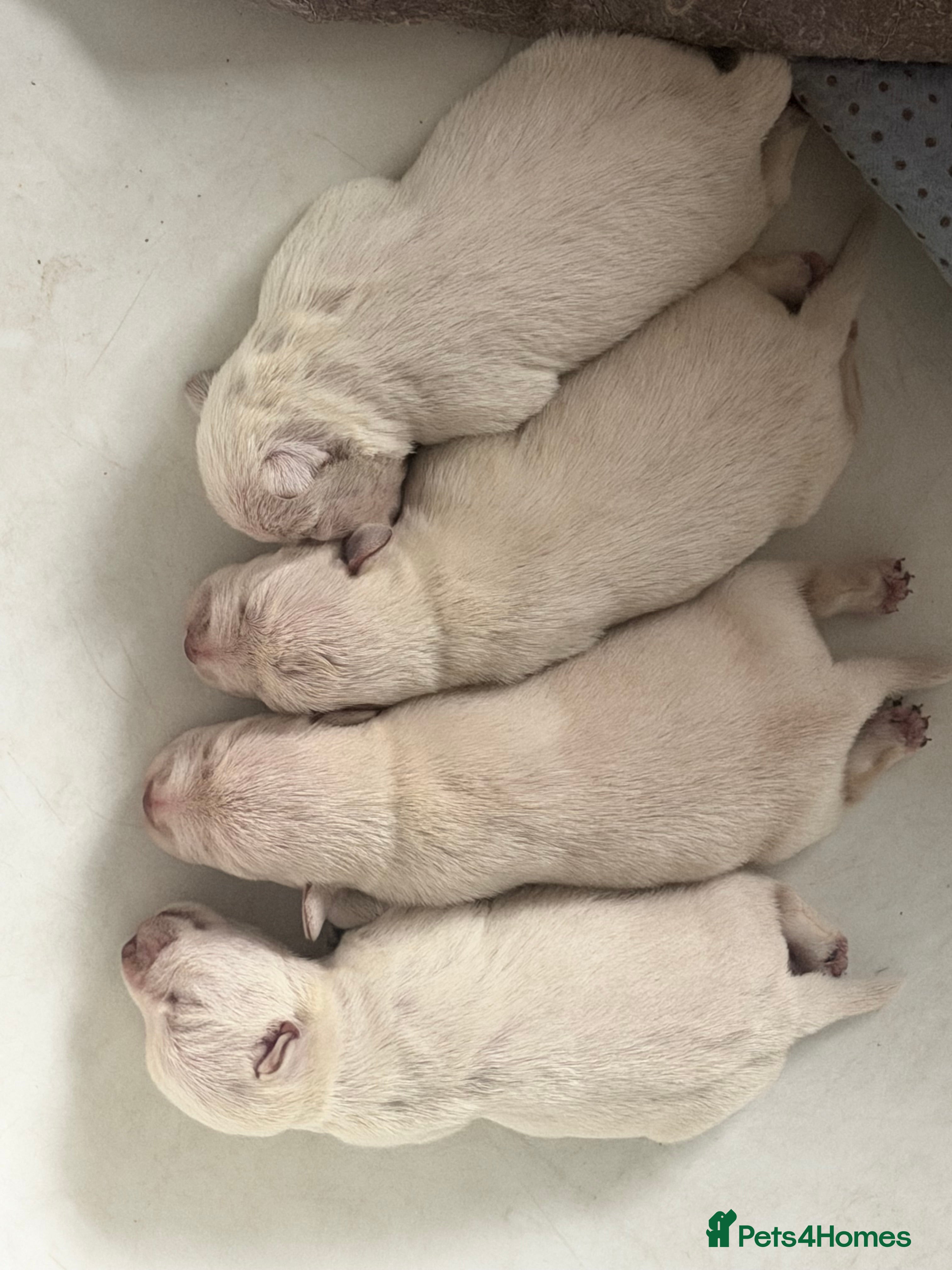 Miniature Schnauzer dogs Kc reg Miniature schnauzer pups - Advert 16