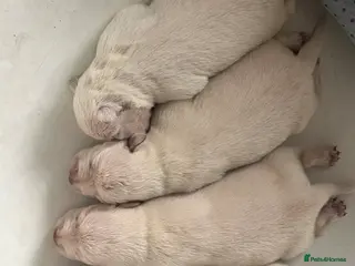 Miniature Schnauzer dogs Kc reg Miniature schnauzer pups - Advert 16