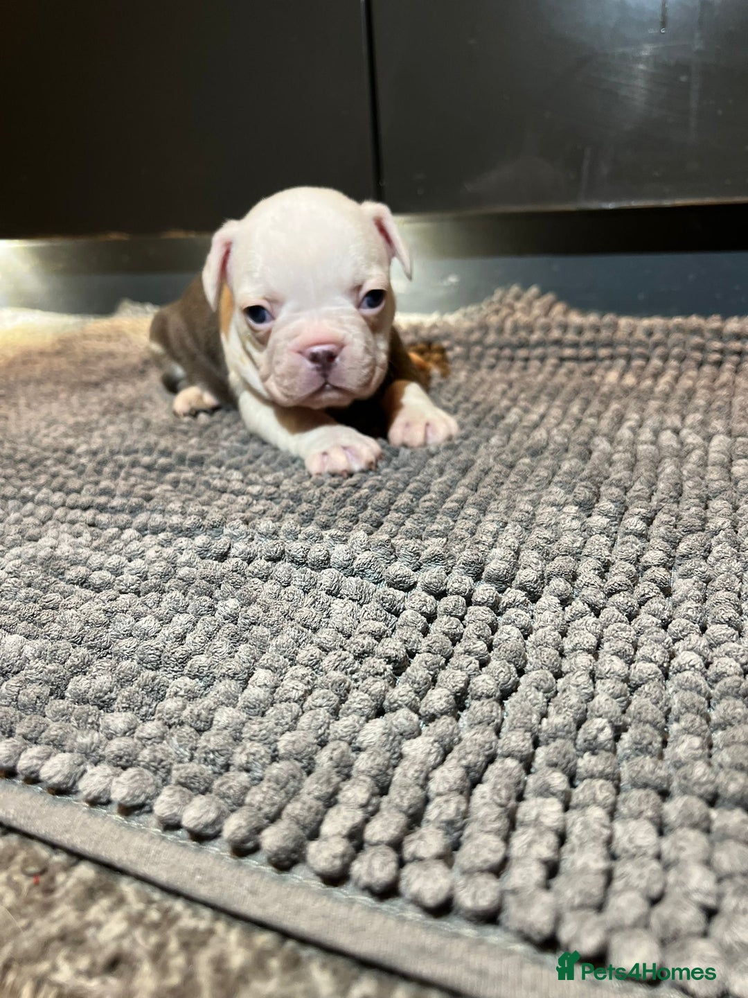 French Bulldog dogs for sale: ♥️Litter of 6 French Bulldog Puppies♥️ - Advert 35