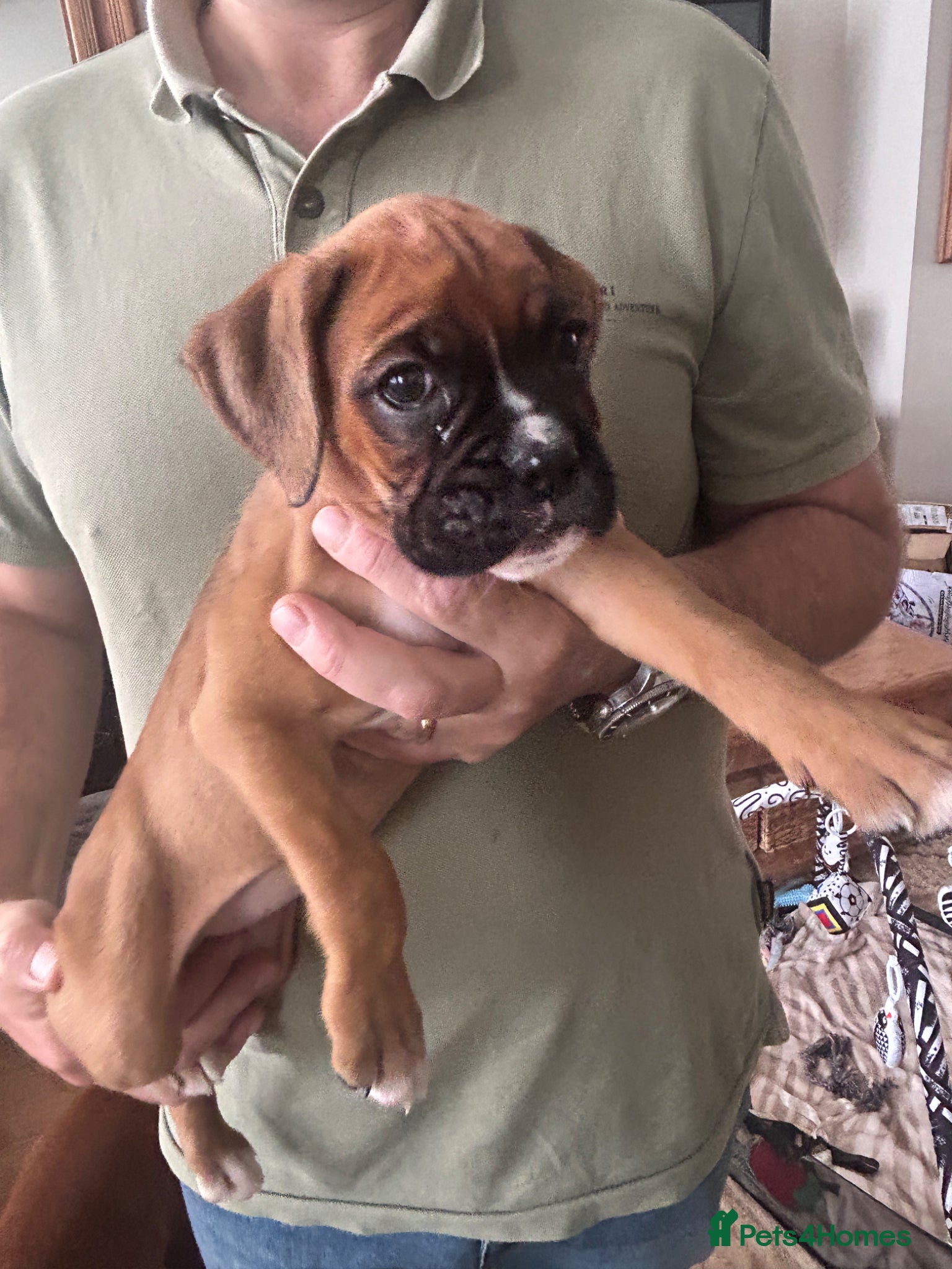 Boxer dogs Stunning boxer puppies-ready 16th June - Advert 2