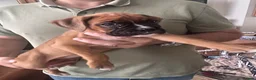 Boxer dogs for sale: READY NOW- Stunning boxer puppies - Advert 11