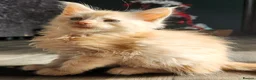 Maine Coon cats for sale: 6 Maine Coon kittens for sale  - Advert 8