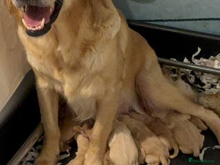 Golden Retriever dogs KC GOLDENS FROM HIP ELBOW DNA GOOD LINEAGE - Advert 5