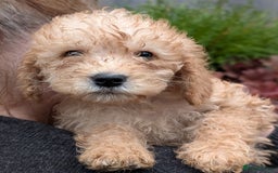Australian Labradoodle dogs for sale: Ready Now !  Miniature Australian Labradoodles - Image 12