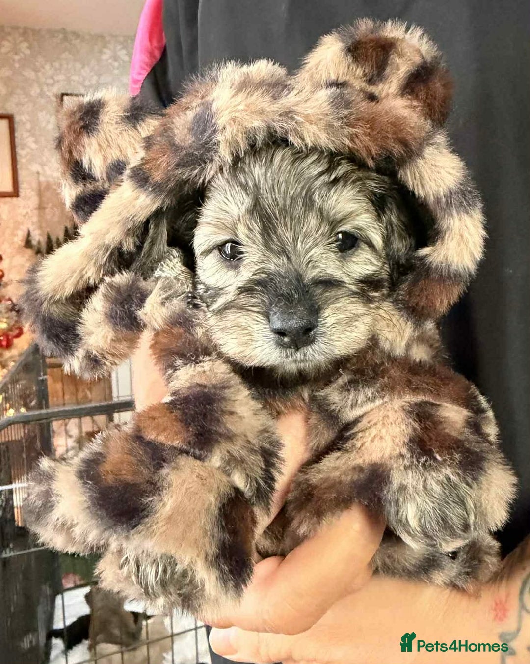 Cavapoo dogs for sale: Stunning litter of mix coloured tiny toy cavapoos - Advert 1