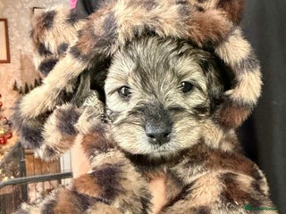 Cavapoo dogs Stunning litter of mix coloured tiny toy cavapoos - Advert 1