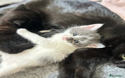 Mixed Breed cats for sale: 2 ragdoll mixes for sale - Image 8