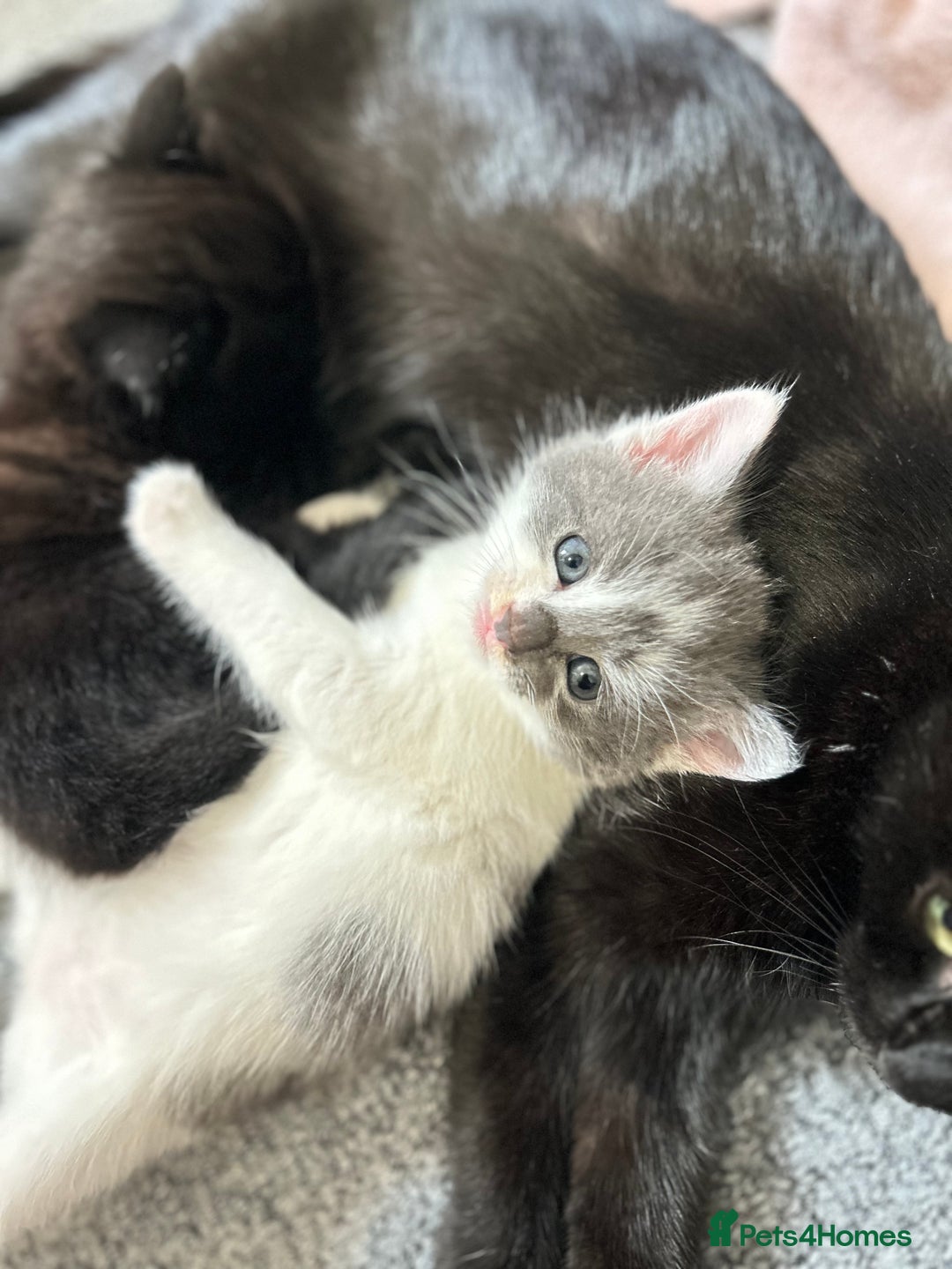 Mixed Breed cats for sale: 2 ragdoll mixes for sale - Image 8
