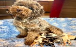 Cavapoo dogs for sale: Gorgeous Rainbow Cavapoos 🌈 - Advert 3