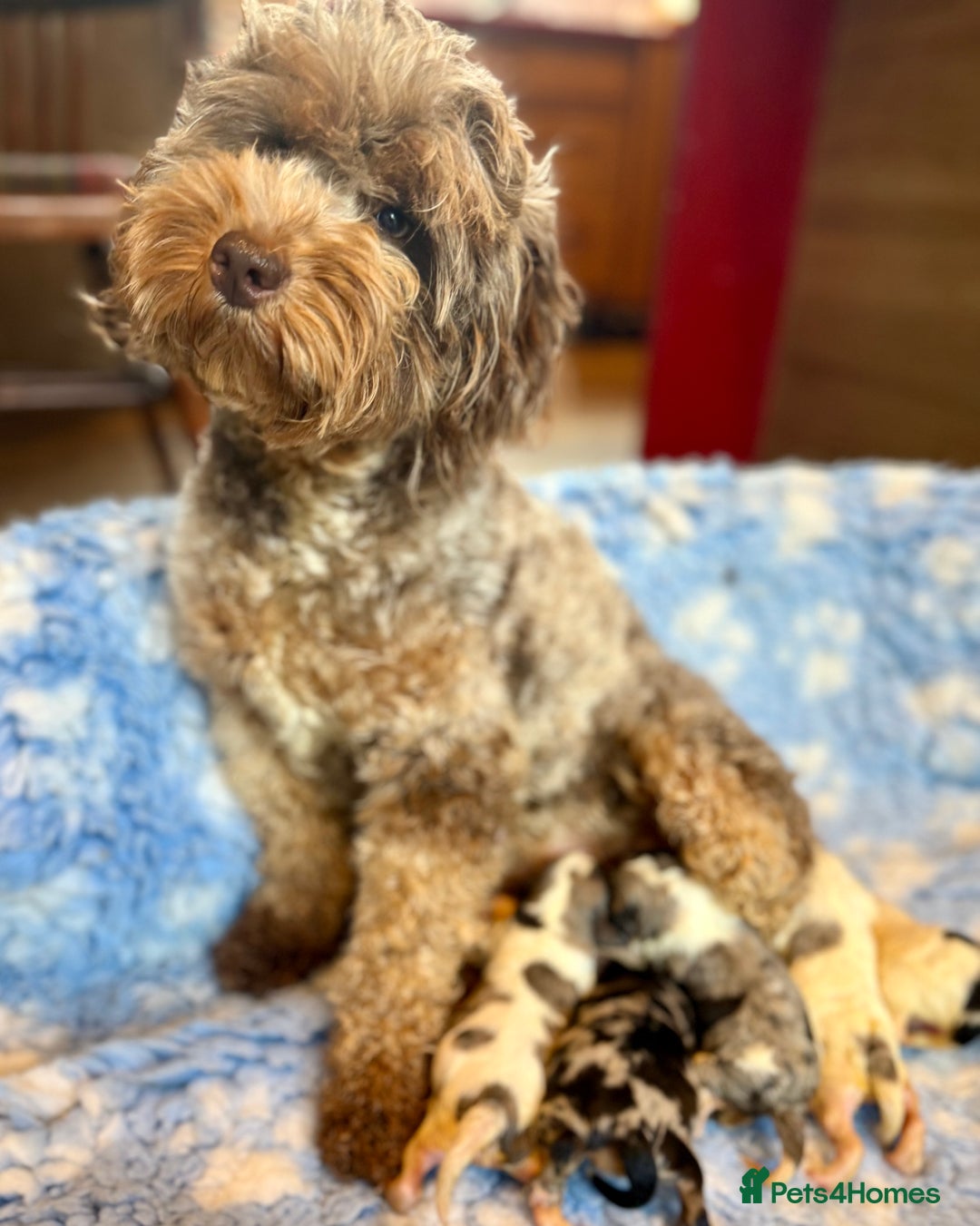 Cavapoo dogs for sale: Gorgeous Rainbow Cavapoos 🌈 - Advert 3