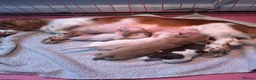 Miniature Dachshund dogs for sale: 2 LEFT Beautiful Longhaired Miniature Dachshunds - Advert 6