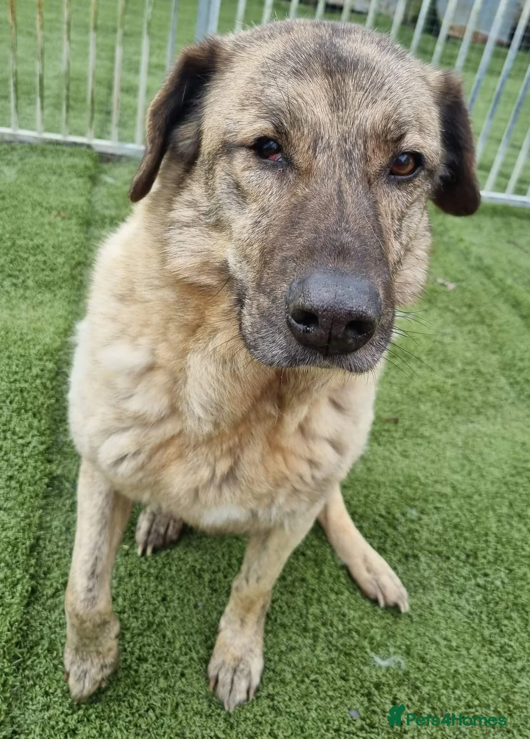 Mixed Breed dogs for adoption: Mischu - looking for a family in Ayr - Advert 4