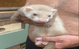 Ferret rodents for sale: Two male ferrets - Image 1