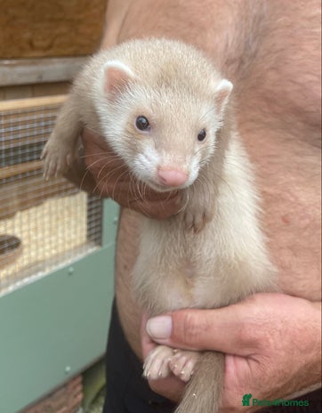 Ferret rodents - Advert 2