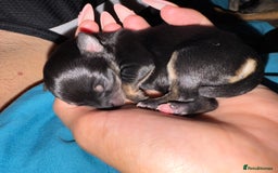 Chihuahua dogs for sale: 2 male 1 female tiny chihuahua  - Image 7