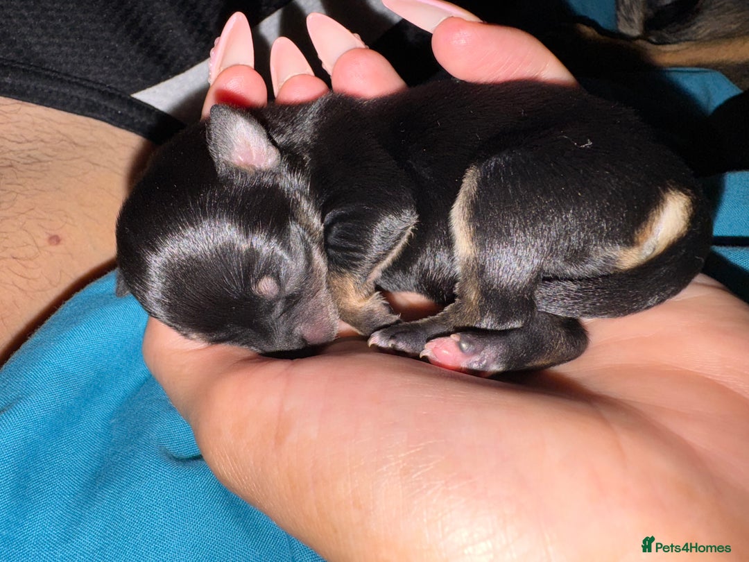 Chihuahua dogs for sale: 2 male 1 female tiny chihuahua  - Image 7