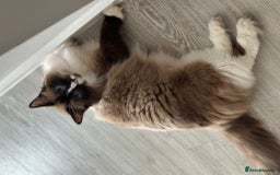 Ragdoll cats for sale: 4 kittens looking for new family  - Image 17