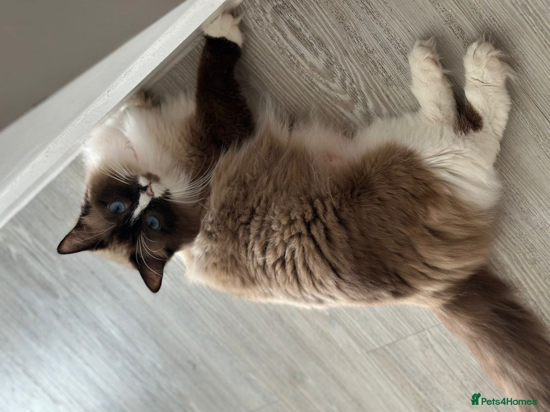 Ragdoll cats for sale: 4 kittens looking for new family  - Image 17