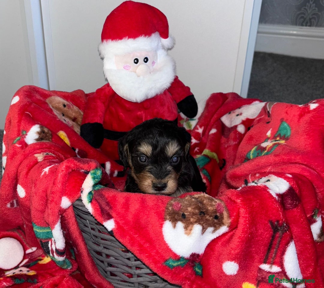 Cockapoo dogs for sale: 3 remaining Adorable cockapoo puppies  - Advert 13