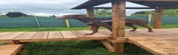 Mixed Breed dogs for sale: 12 month old vizslaxdobermann - Advert 2