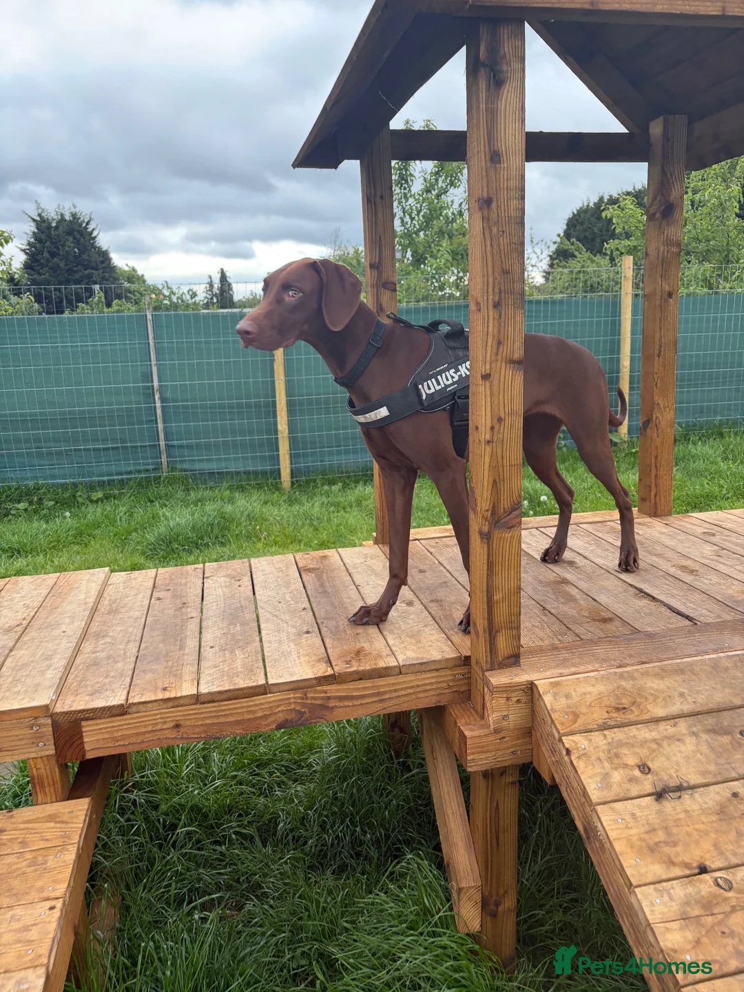 Mixed Breed dogs for sale: 12 month old vizslaxdobermann - Advert 2