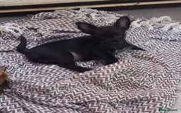 Mixed Breed dogs for sale: 💞ONLY 4 Beautiful Yorkie Russel Puppies Left 💞 - Image 27