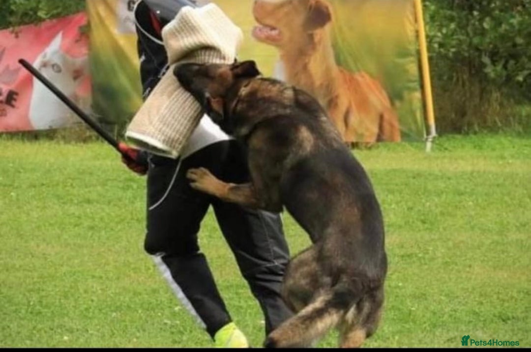 German Shepherd dogs for sale: Outstanding KC Working Line German Shepherd Pups - Image 15