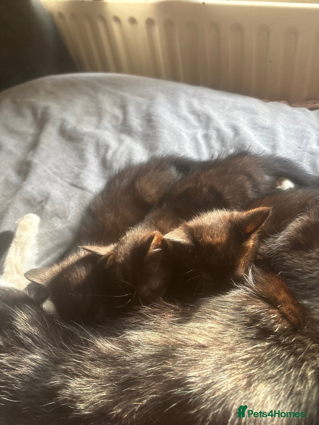 Mixed Breed cats for sale: Black/ bengal kitten  - Advert 3