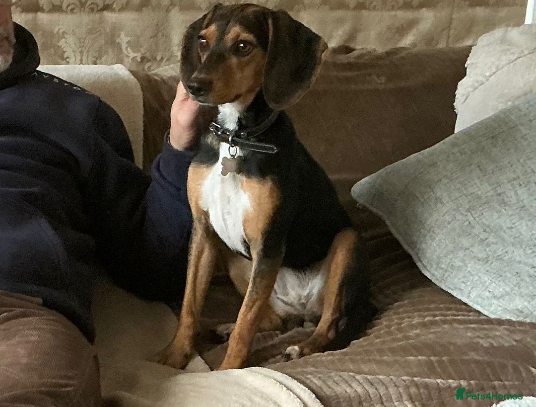 Mixed Breed dogs for adoption: Toyah Sweet gentle small girl - Image 4