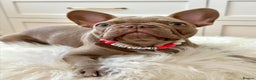 French Bulldog dogs for sale: French Bulldog looking for a loving new home - Advert 3