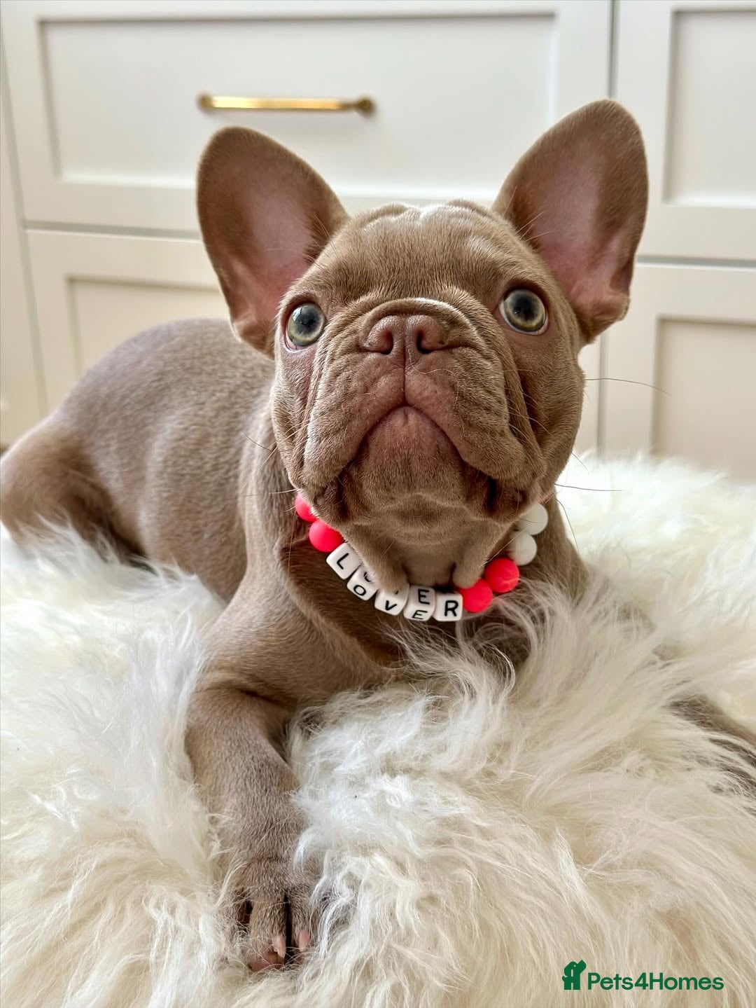 French Bulldog dogs for sale: French Bulldog looking for a loving new home - Advert 3
