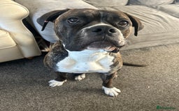 Mixed Breed dogs for sale: Two beautiful sisters need a new home - Image 3