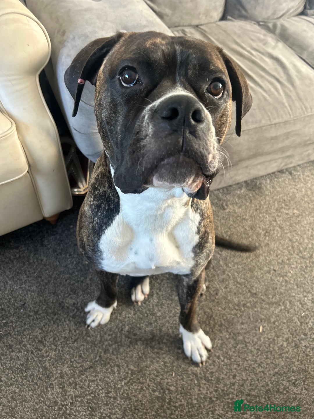 Mixed Breed dogs for sale: Two beautiful sisters need a new home - Image 3