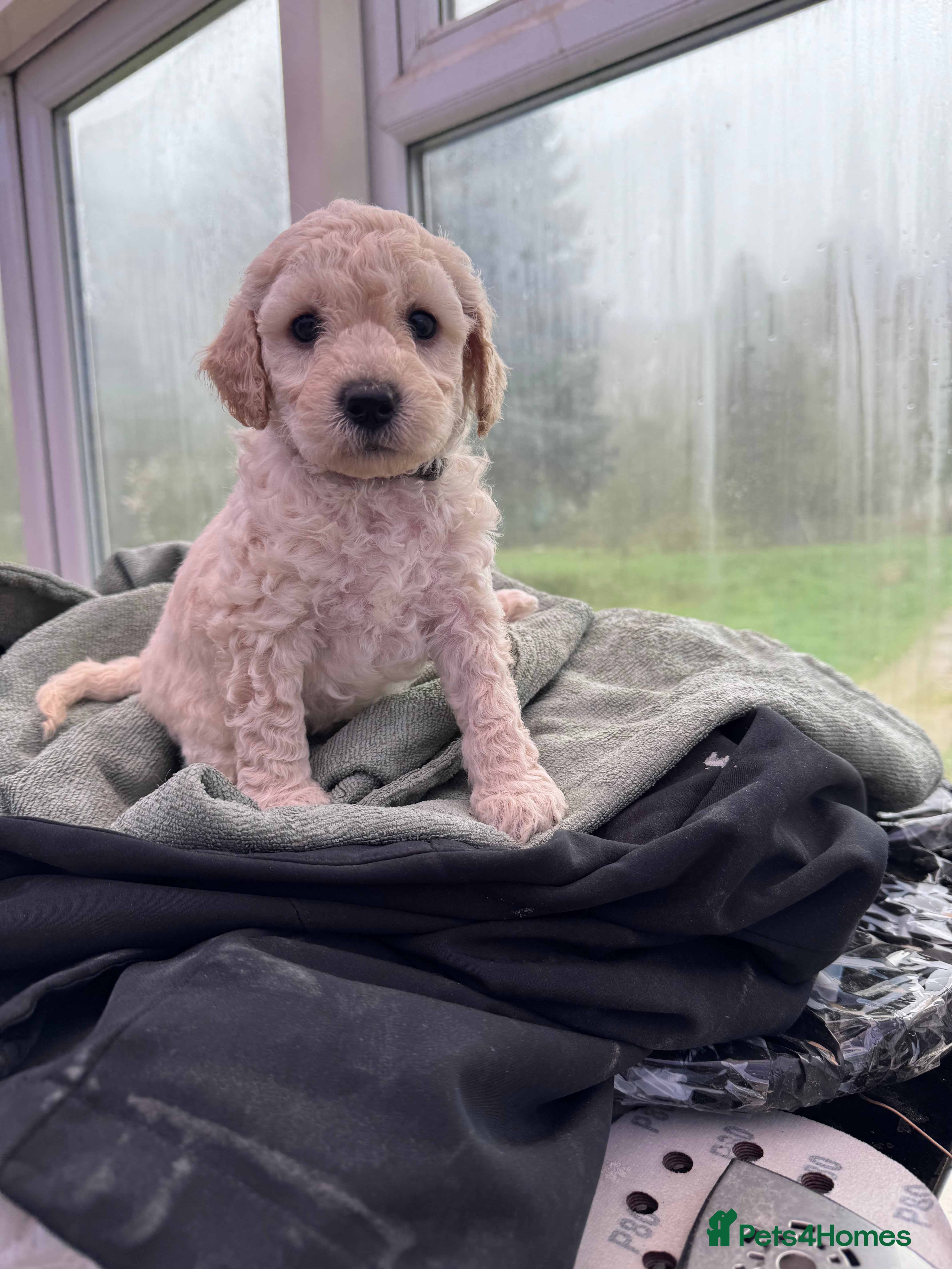 Miniature Poodle dogs Pedigree KC registered miniature poodle  - Advert 18