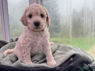 Miniature Poodle dogs Pedigree KC registered miniature poodle - Advert 18